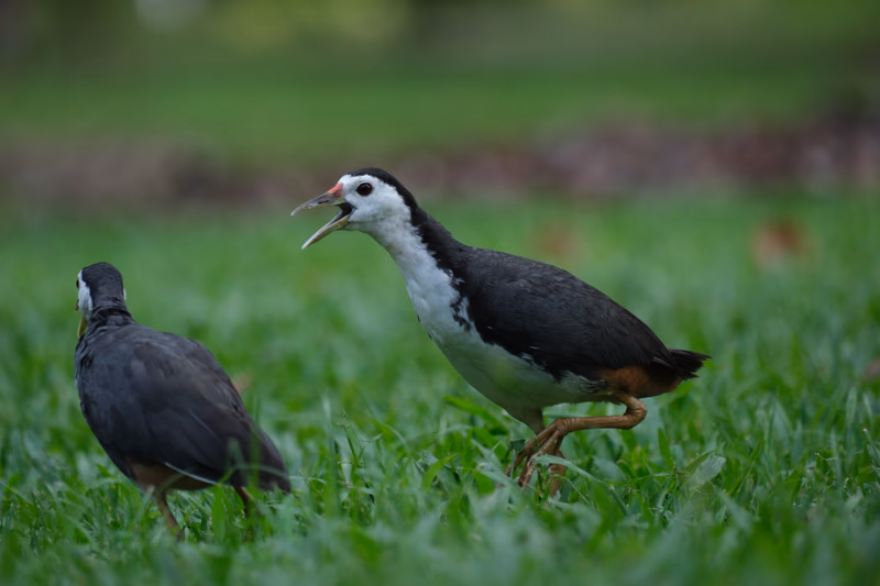 Two birds in a lush green field