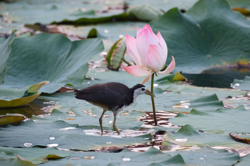 A small dark bird stands on lily pads next to a vibrant pink lotus flower in a pond.
