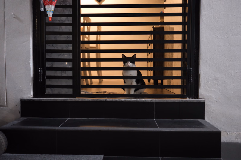 A black and white cat sits inside a room, looking out through a black slatted window.