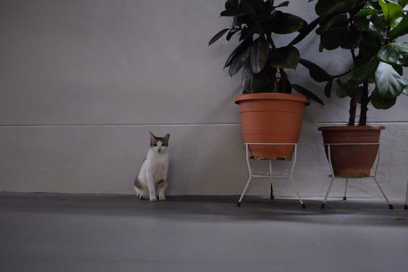A small tabby cat sits on a light-colored floor next to several potted indoor plants in a room.