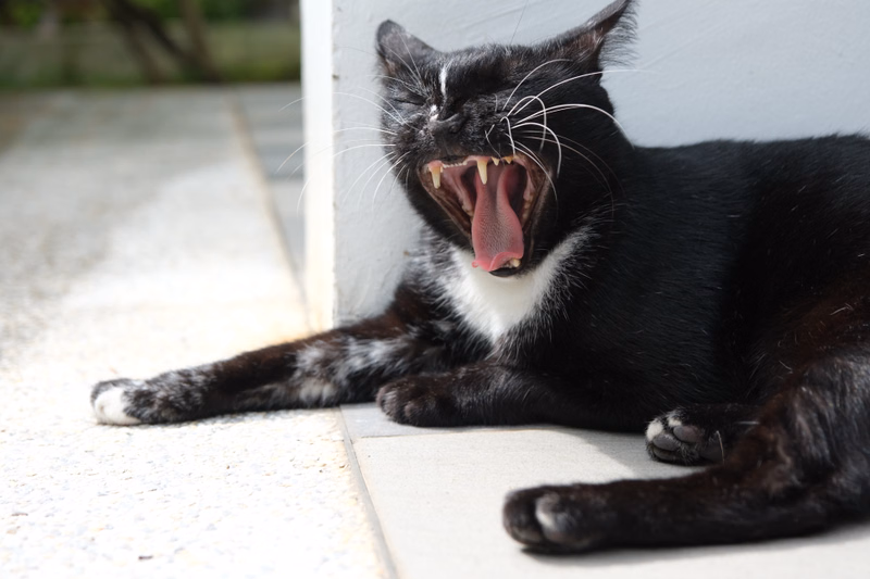 A black and white cat is lying down and yawning widely with its mouth open.