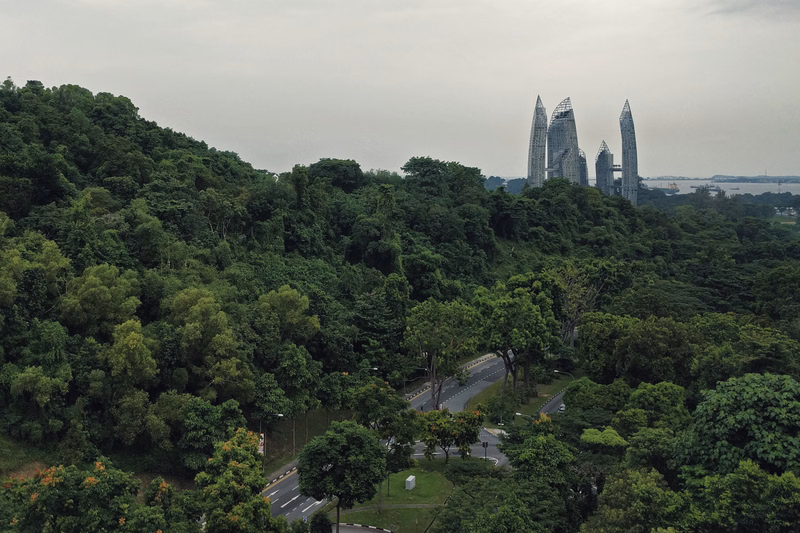 A view of modern skyscrapers rising above a dense expanse of green trees under an overcast sky.