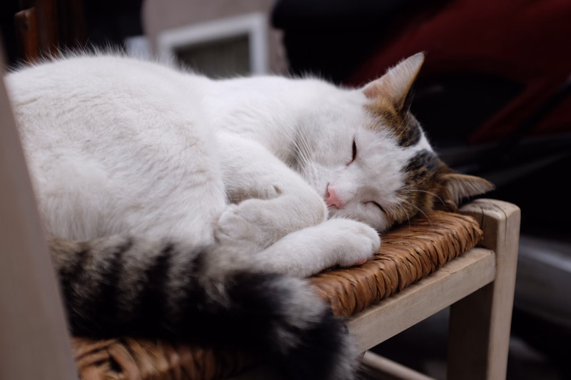 A fluffy white and tabby cat is soundly sleeping curled up on a woven wooden chair.