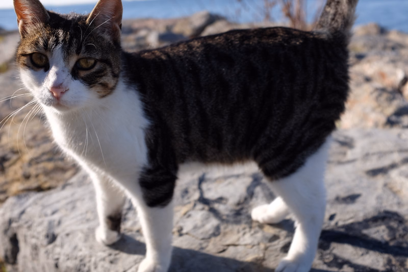 A black and white tabby cat stands on a large gray rock outdoors in bright sunlight.
