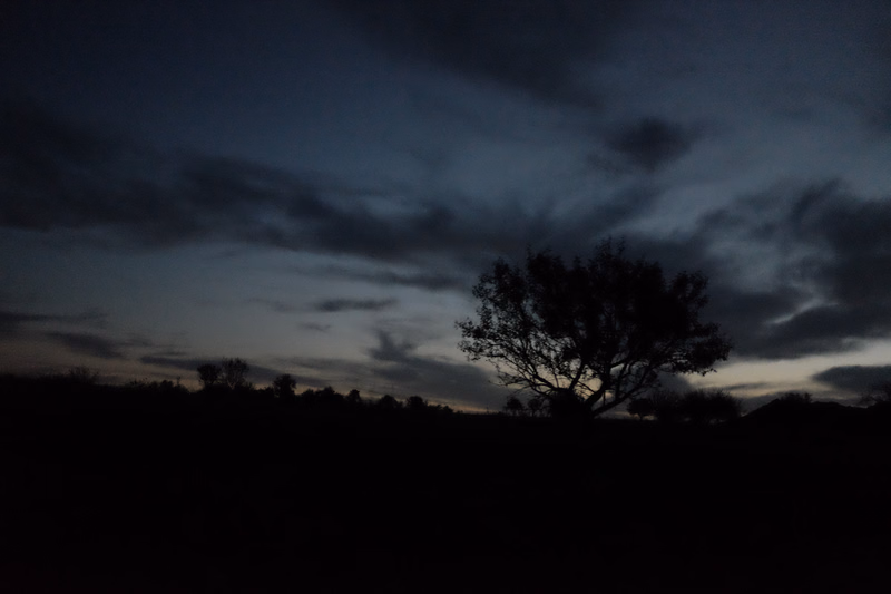 A solitary tree stands silhouetted against a dark, cloudy twilight sky over a dark landscape.