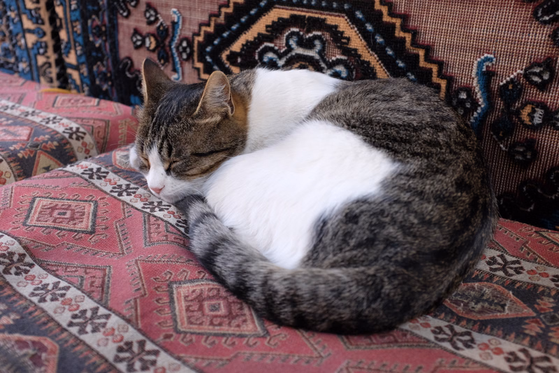 A fluffy brown and white tabby cat is curled up and sleeping soundly on a patterned fabric surface.