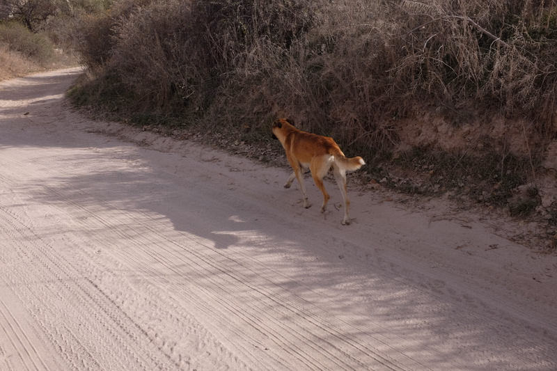 A wild dog walks along the edge of a dirt road next to dense, dry brush.