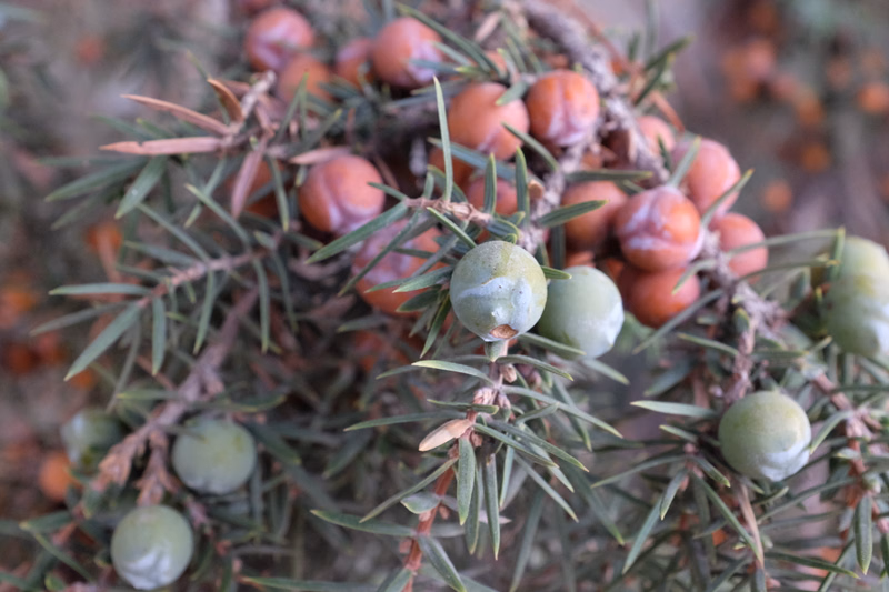 A cluster of small, round, green and reddish berries grows among the needle-like foliage of a plant.