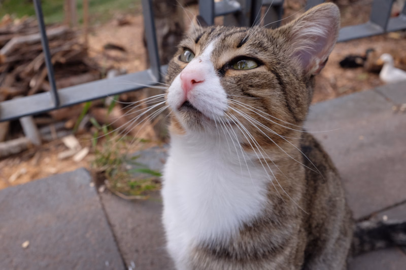 A brown and white tabby cat is looking up outdoors on a paved surface.