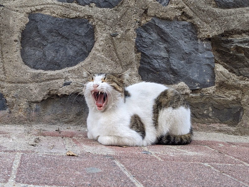 A white and brown cat with its mouth wide open appears to be meowing or yelling in front of a rough stone wall.