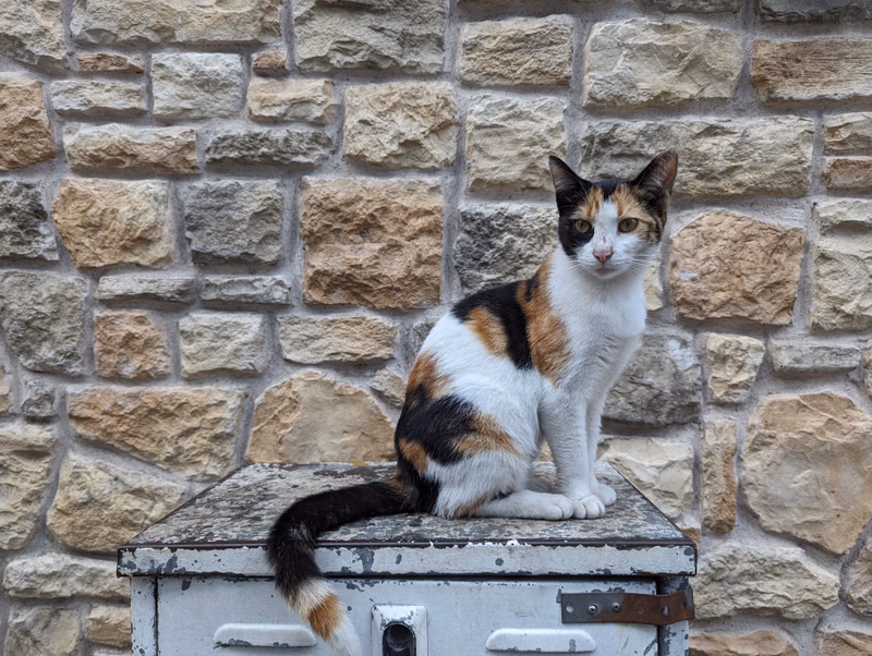 A calico and tabby cat sits on a weathered, light-colored beach hut against a background of rough stone wall.