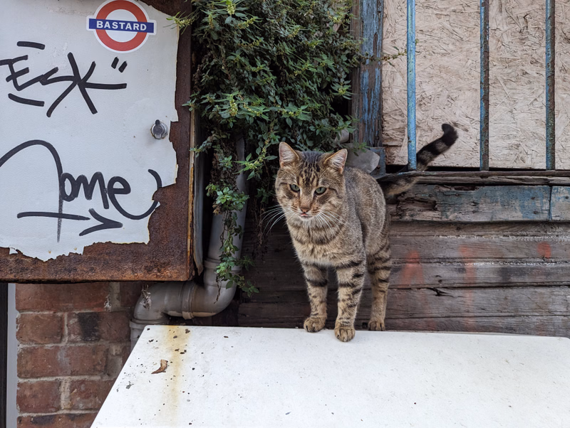 A tabby cat stands outside a weathered beach hut, next to a sign that reads "BASTARD" and has graffiti on it.