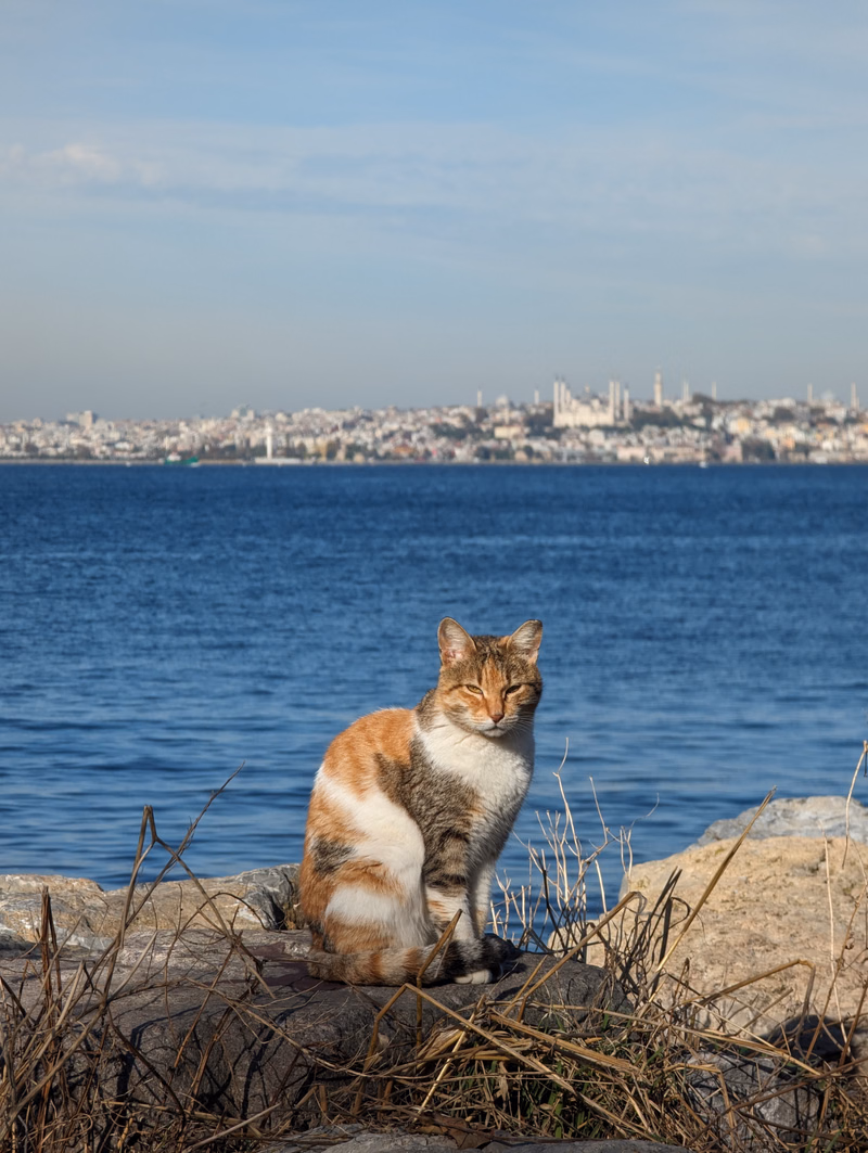 A tabby and white cat rests on rocks overlooking a large body of water with a city skyline in the distance.