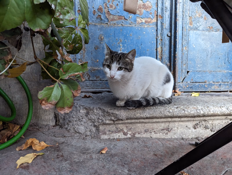 A small tabby and white cat sits on a stone step in front of a weathered blue wooden door.