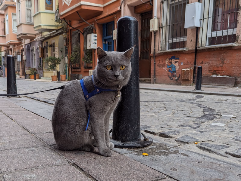 A gray cat wearing a blue harness sits on a sidewalk next to a black pole on a cobblestone street.
