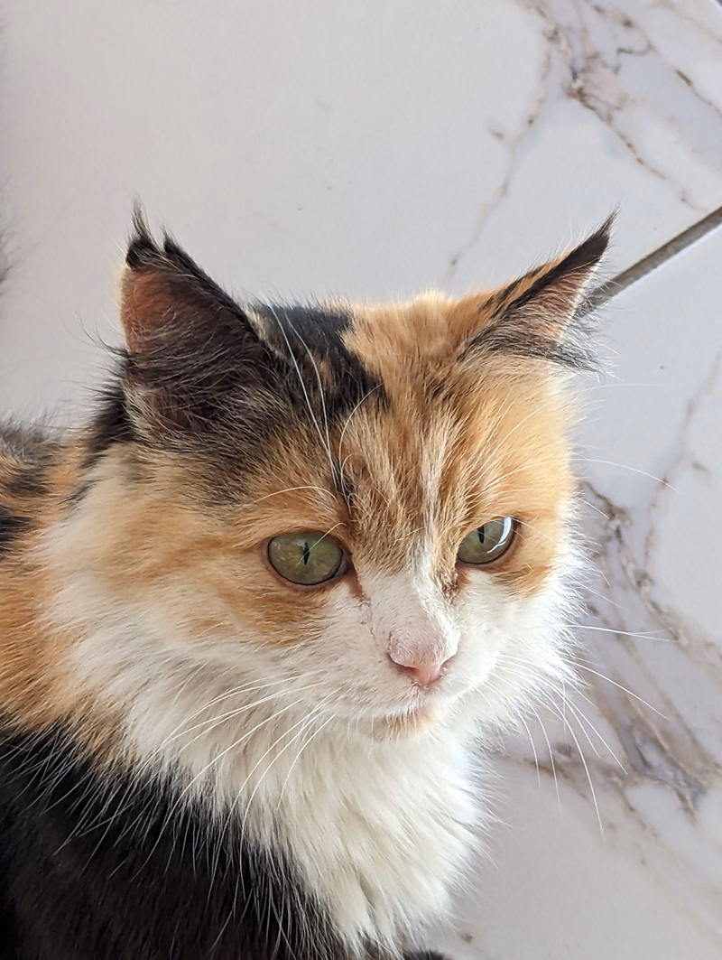 A fluffy orange and brown tabby cat with green eyes sits indoors on a light-colored marble surface.