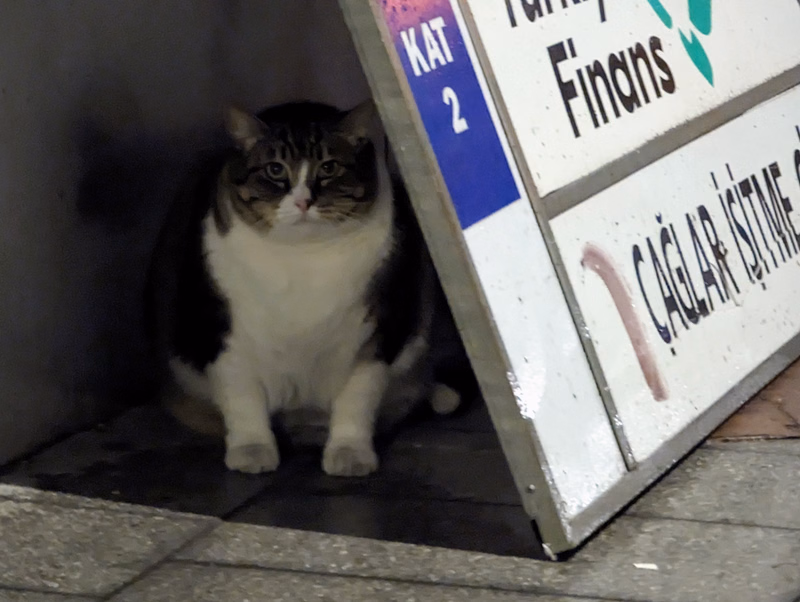 A black and white cat sits in a dark corner next to a sign that reads "KAT 2 Finans" and "ÇAĞLAR İŞTIME".
