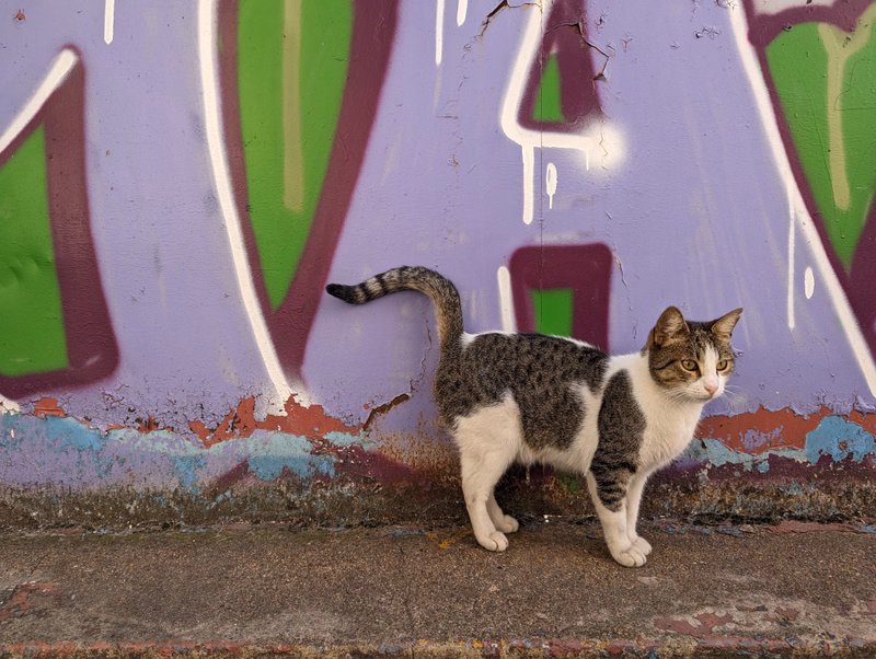 A gray and white cat stands on a concrete ledge in front of a brightly colored graffiti-covered wall.