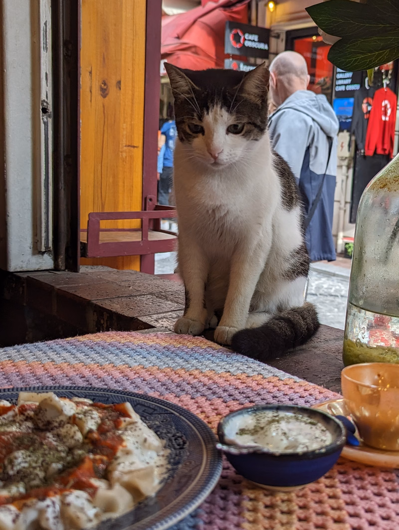 A fluffy cat sits on a wooden ledge near a cafe entrance, with a pizza and small bowls of food on a woven mat in the foreground.