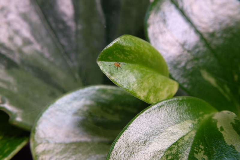 A close-up of a leaf with a small insect on it.