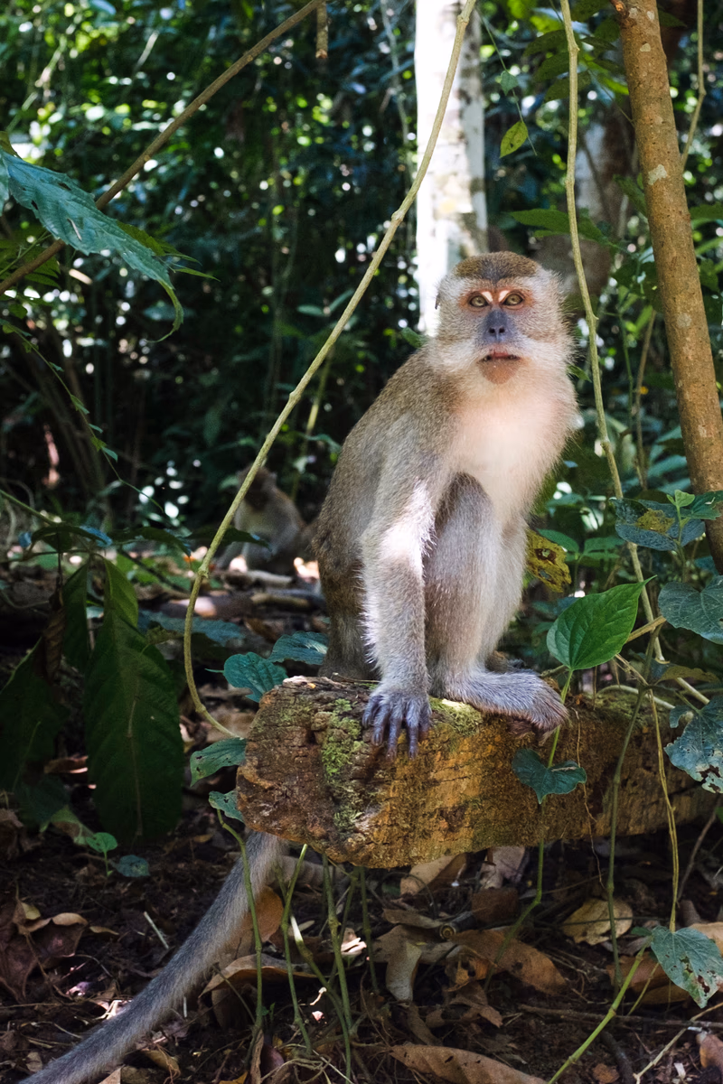 A monkey sitting on a tree branch in a lush forest