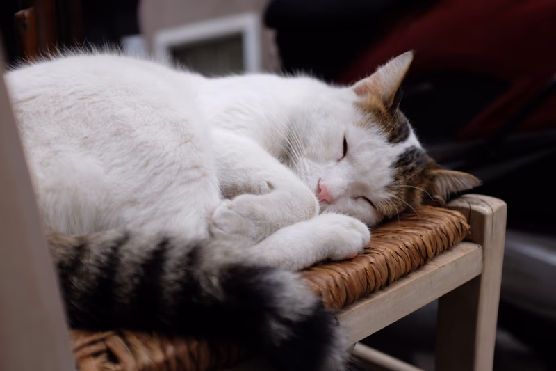 A white and black cat sleeping on a woven chair.