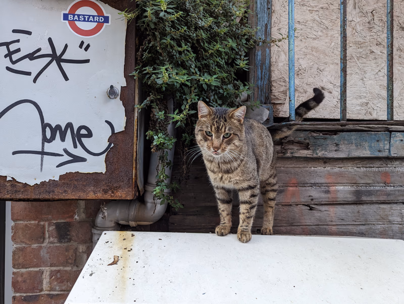A cat standing on a white surface in front of a graffiti-covered wall and a window.