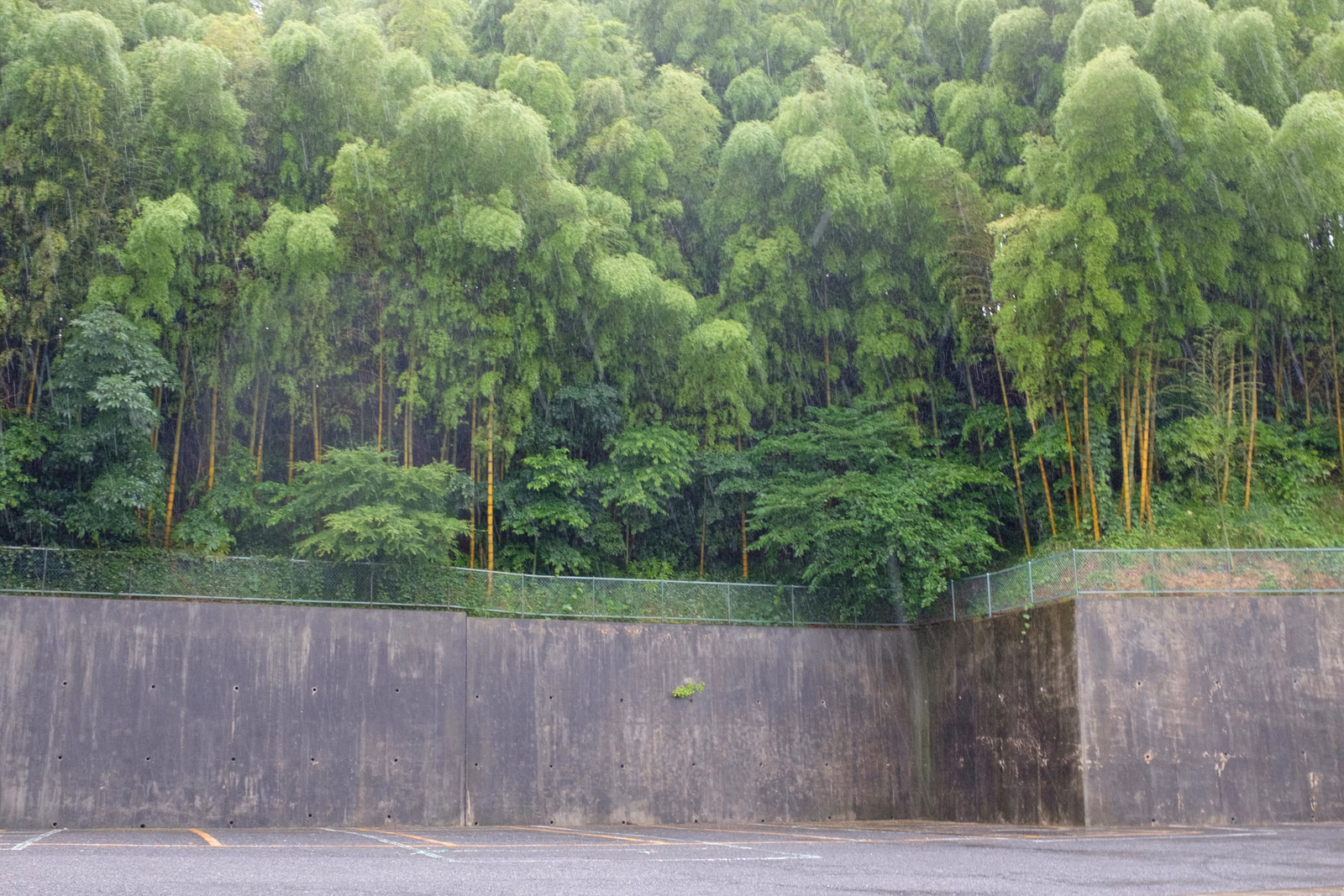 A dense grove of weeping willow trees stands behind a tall, gray concrete retaining wall during a rainy day.