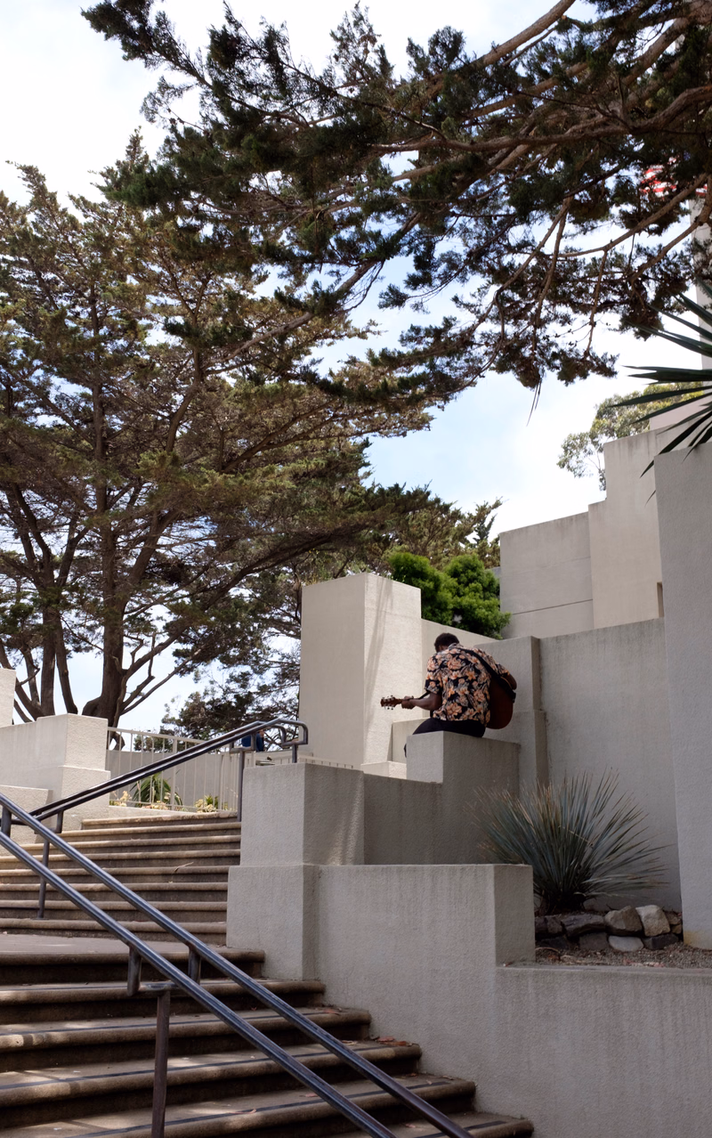 A musician plays an instrument on a set of concrete stairs beneath a large pine tree.