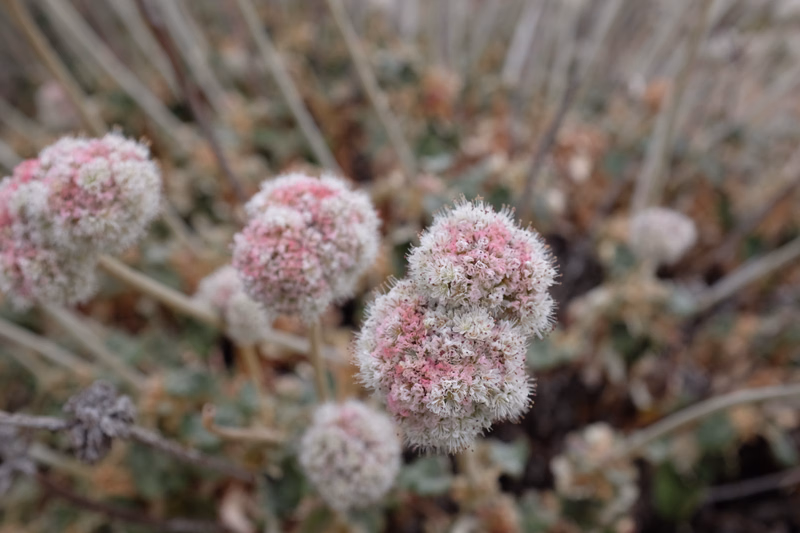 Close-up of small, round, pinkish-white flowers growing on a low-lying plant in a natural setting.