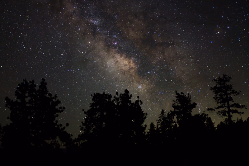 A night sky filled with stars and a forest of trees silhouetted against it.