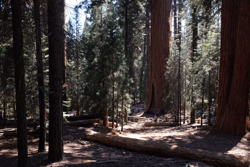 A dense redwood forest with massive tree trunks and dappled sunlight filtering through the canopy onto the forest floor.