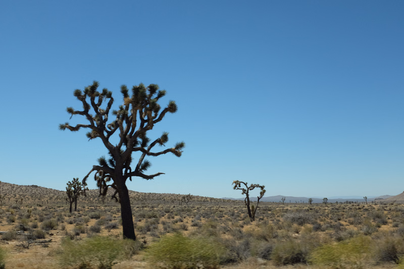 A large, distinctive yucca tree stands prominently in a vast, arid desert landscape under a clear blue sky.