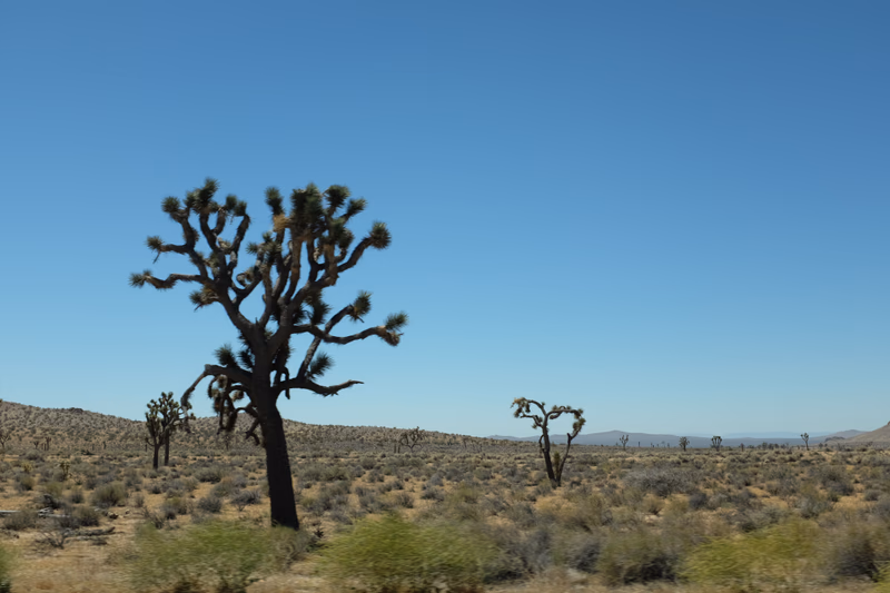 A photograph of a Joshua Tree in the desert landscape.