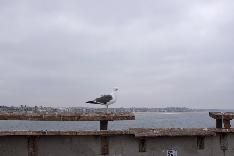 A seagull stands on a wooden pier overlooking a gray, overcast ocean.